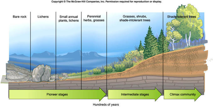What is the difference between primary and secondary succession